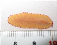 藏品(馬崗偽角扁蟲)的圖片